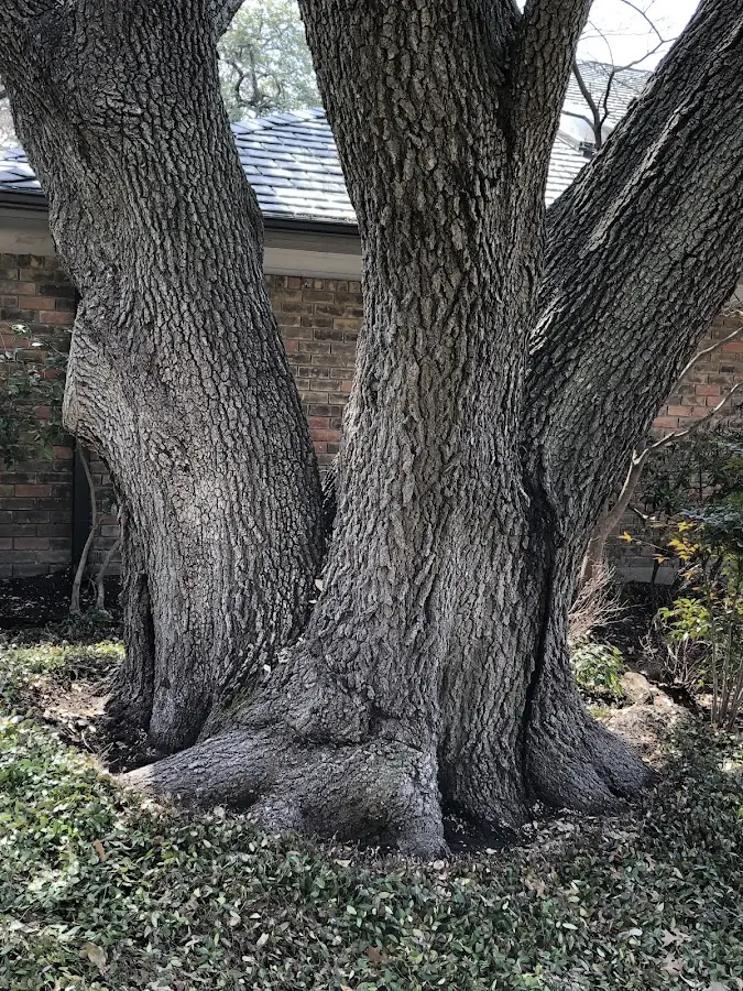Mature heritage tree close to a Grainfield property cared for by certified arborists